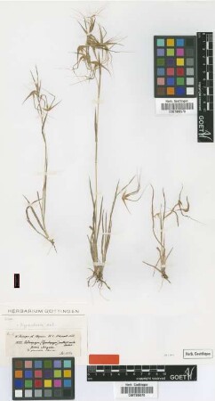 Andropogon anthistirioides Hochst. ex A.Rich. [Isosyntype]