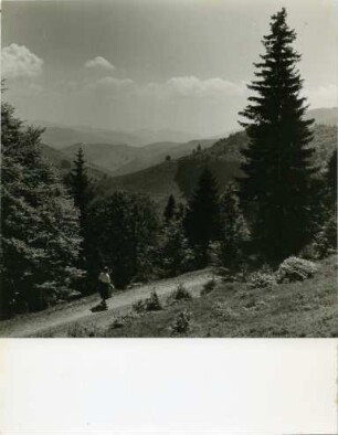 Schwarzwaldsommer - Am Wiedener Eck