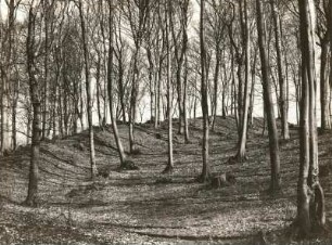 Brunsberg südlich Höxter. Alter Burgwall. Inneres