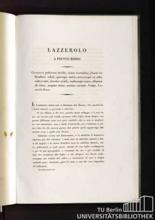 Lazzerolo a frutto rosso