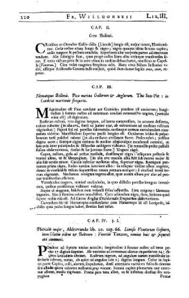 Cap. III. Hematopus Bellonii. Pica marina Gallorum & Anglorum. The Sea Pie ...