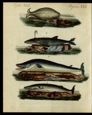 Walfisch-Arten.