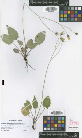 Hieracium grossidentatum Joch.Mull. [paratype]