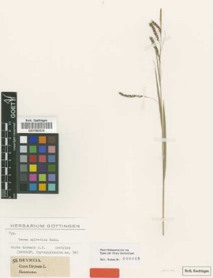 Carex drymeia L.f. [isotype]