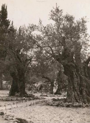 Jerusalem. Im Garten Gethsemane