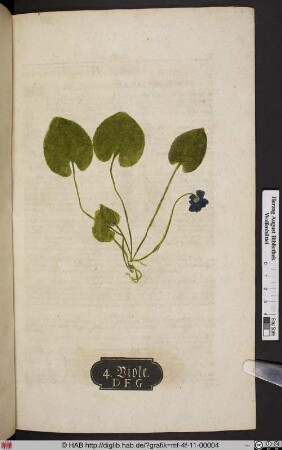 Viole. D. E. G. [Veilchen, Viola]