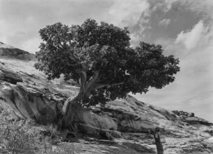 Baum am Hang : Baum an einem Felshang