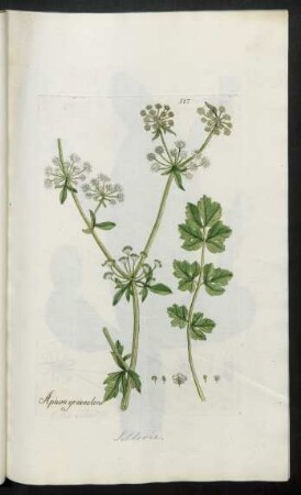 517. Apium graveolens