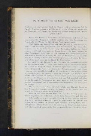Fig. 18. Gesicht von der Seite. Tiege Schicht.
