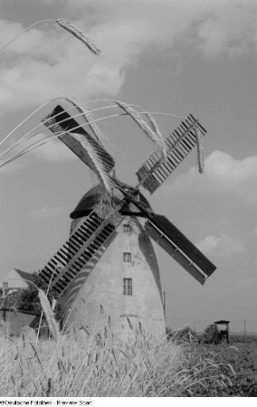 Blick auf eine Windmühle mit Ähren im Vordergrund