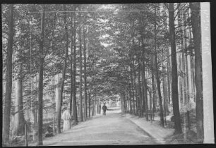 Marienbad. Promenadenweg nach der Waldquelle : Marienbad. Promenadenweg nach der Waldquelle. Bemalte Fotografie zur Herstellung von Ansichtspostkarten
