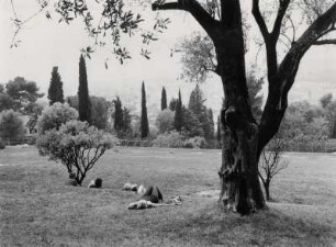 Cagnes sur Mer, im Garten Renoirs