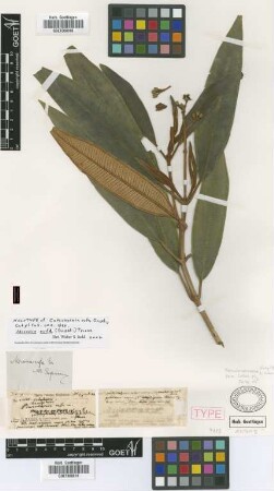 Catachaenia rufa Griseb.