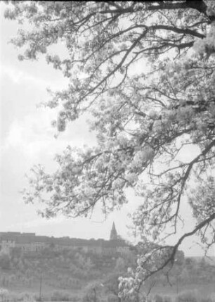 Walsdorf: Waldsdorf, Vordergrund Blütenbaum