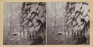 Wald im Winter
