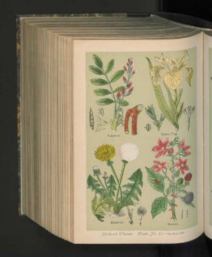 Medical Plants. Plate No. 11.