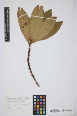 Pleiomeris canariensis (Willd.) A. DC.