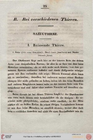 B. Bei verschiedenen Thieren