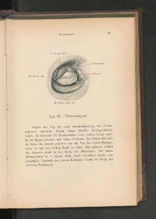 Fig. 87. Thränenorgane.