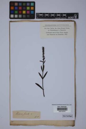 Veronica spicata spicata L.