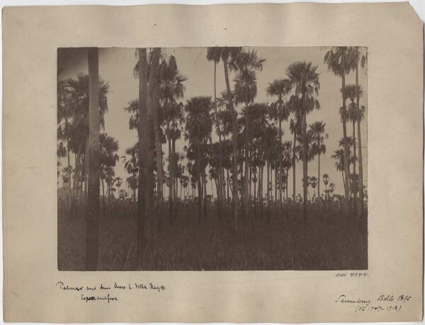 Palm trees from the Chaco near Villa Hayes