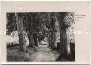 Altentreptow, Kastanienallee