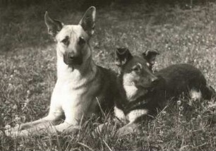 Haushund Schäferhunde (canis familiaris), fehlerhafte Tiere