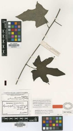 Stigmaphyllon angustilobum A.Juss. var. burchellii Nied.