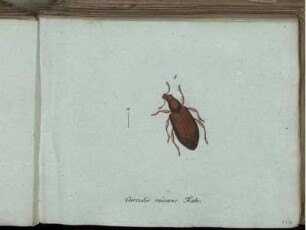 Curculio micans Fabr. - Oxyporus rufus Fabr.
