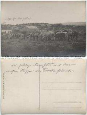 Rinderherde an der Militärstation bei Omaruru, mit handschriftlichen Bemerkungen über den Feldzug von Hauptmann Franke gegen die Herero in Februar 1904