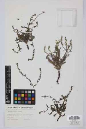 Echium bonnetii Coincy