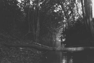 Mavudji-Fluss mit "Brücke" zum Lager : Dschungel mit Flusslandschaft und einem Baumstamm darüber, der als Brücke dient