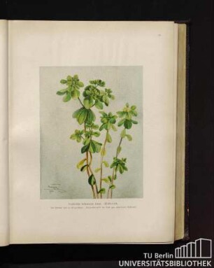 Euphorbia helioscopia Linné. Wolfsmilch.