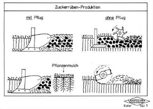 Zuckerrüben-Produktion