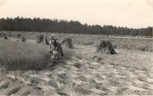 Frau in Tracht bei der Flachsernte in Mulkwitz : Žona w narodnej drasće při žnjeću lena w Mułkecach