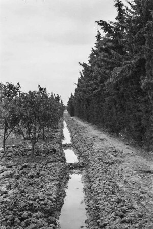 Bewässerungsgraben : Blick entlang eines Bewässerungsgraben zwischen Orangenplantage und Windschutzstreifen.