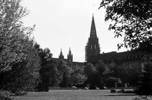 Freiburg: Flamingos auf der Wiese im Stadtgarten mit dem Münster im Hintergrund