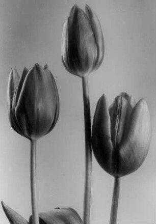 Tulpen