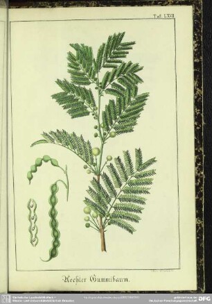 Aechter Gummibaum