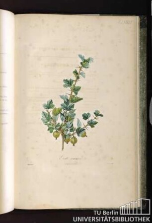 Pl. LXXVII. Verte commune.