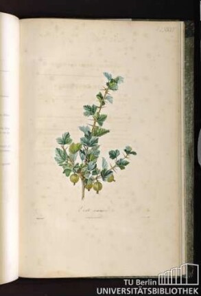 Pl. LXXVII. Verte commune.