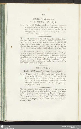 Murex trilineatus. Tab. XXXV. - Fig. 4, 5