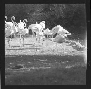 Flamingos im Zoo