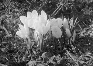 Diverse Blumen und Blüten. Krokusse