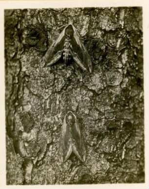 Rochlitz. Ligusterschwärmer (Sphinx ligustri)