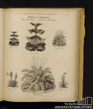 Arbres et arbustes. - Trees and shrubs.- Bäume und Sträucher.