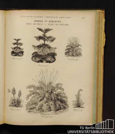 Arbres et arbustes. - Trees and shrubs.- Bäume und Sträucher.