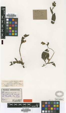 Hieracium frigidum Wedd.
