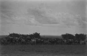 Rinderherde : Eine Rinderherde der Fulbe grast am Ngaoundéré.