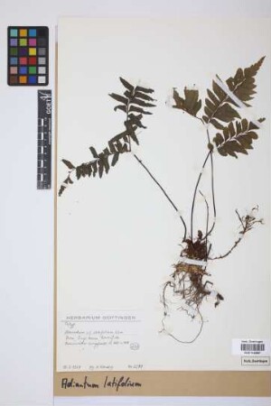 Adiantum latifolium Lam.
